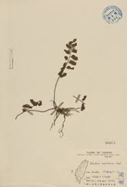 Image result for Adiantum soboliferum