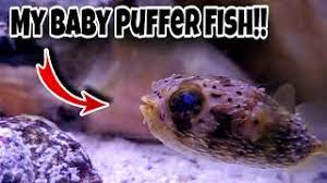 Feeding My Baby Porcupine Puffer Fish Youtube