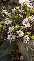 Image result for Clerodendrum tricholobum