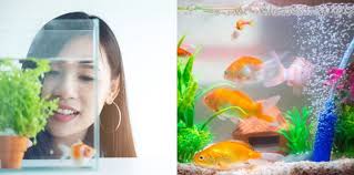 Hal lain yang tak kalah pentingnya dalam cara merawat ikan hias adalah soal pakan. 5 Tips Memelihara Ikan Hias Untuk Pemula Yang Baru Pertama Mencoba