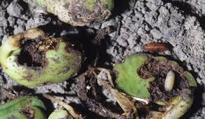 The larvae or maggots feed on onions, garlic, and other bulbous plants. Delia Platura Alchetron The Free Social Encyclopedia