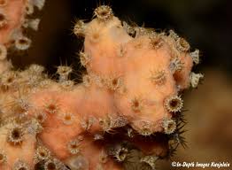 Image result for Bergia