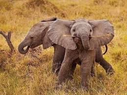 Résultat de recherche d'images pour "cute baby elephants"