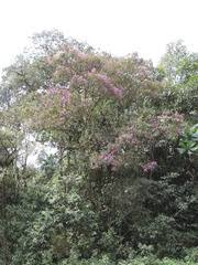 Image result for Dichaetanthera corymbosa