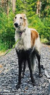 They're independent and an athletic breed, reaching. Dog Owners Share Hilarious Before And After Pictures Of Their Muddy Dogs Daily Mail Online