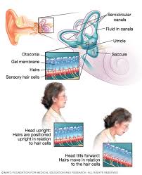 Orthostatic hypotension , which describes a sudden drop in blood pressure upon standing. Dizziness Symptoms And Causes Mayo Clinic