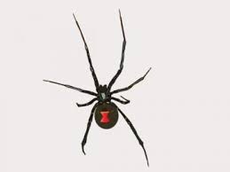 All animals are required to be spayed/neutered within 30 days of adoption if not previously done. Spiders Scorpions By Red Dirt Pest Control