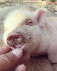 Lovely Pet Pig Do You Want To Raise One Gloria Love Pets In 2020 Pet Pigs Cute Piglets Cute Pigs