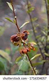 Image result for Turraea obtusifolia