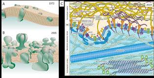 Lipids also play a role in cell signaling. Evolving Picture Of Cell Membrane Structure A A Lipid Bilayer Download Scientific Diagram