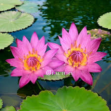 Image result for Nymphaea divaricata