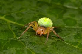 The majority of kentucky's spiders are harmless to humans, even when they enter our living environments. The 10 Spiders You Ll Find In The Houses And Gardens Of Britain This Autumn Country Life