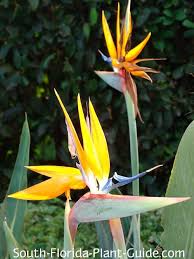 July 17, 2021 july 16, 2021 snowbird of paradise. Orange Bird Of Paradise