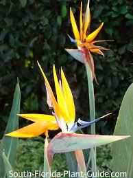 Tour a citrus plant, enjoy some orange picking or grab some souvenirs at one of these florida orange groves. Orange Bird Of Paradise