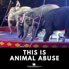 Ticket prices vary according to seat selection. Circus Protest Alert Loomis Bros Circus Claims To Facebook