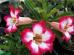 Bunga adenium arabicum lokal tidak mempunyai ragam jenis sehingga menghasilkan para penghobis tanaman hias kurang tertarik pada adenium arabicum ini. Perbedaan Adenium Dengan Bunga Kamboja Bibitbunga Com