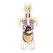 Anatomical anatomy teaching model 33.5 tall human torso organ 19 parts male. Top 9 Most Popular Human Torso Anatomy Model Brands And Get Free Shipping A139