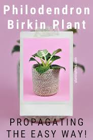 How To Care For The Philodendron Birkin In 2020 Philodendron Plants Philodendron Plant