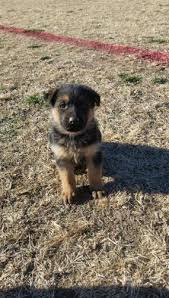 The german shepherd dog (gsd for short), also called alsatian, deutscher schaferhund, or simply german shepherd, is one of america's most popular dog breeds, known for its intelligence and hard work. Full Breed German Shepherd Puppies For Sale In Tucson Arizona Classified Americanlisted Com
