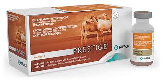 Image result for Hypoxis sp. A (as per FZ 12-3)