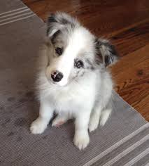 My 11 Week Old Blue Merle Border Collie Collie Dog Collie Puppies Pet Dogs It's been 4 months since this amazing blue boy crossed over the bridge. collie dog collie puppies pet dogs