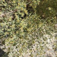 Image result for Indigofera pulchra