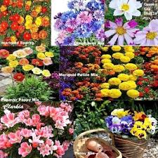 Maybe you would like to learn more about one of these? Jual Paket Hemat Benih Bibit Seed Bunga Cosmos Poppy Marigold Isi 7 Jenis Di Lapak Taniku Tanimu Bukalapak