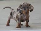 Long Haired Blue Dapple Dachshund