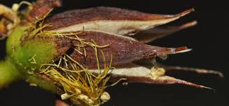 Image result for Hypericum roeperianum