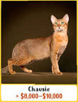Chausie Cat Breed | Facts, Highlights & Buying Advice ...