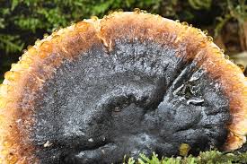 Image result for Ischnoderma resinosum