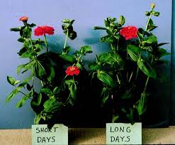 Easy mobile checkout · 7 day freshness guarantee Greenhouse Floriculture Photoperiod And Bedding Plants Umass Center For Agriculture Food And The Environment