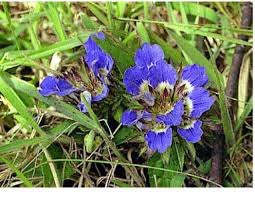 Image result for Isoglossa eliasbandae