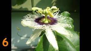 Passion Fruit Time Lapse From Bud To Fruit Youtube