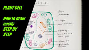 Animal cell functions lysosome include as the place for break down of structures or digestion in the cells. How To Draw Plant Cell For Class 9 To 12 Step By Step Demonstration Simple And Easy Bio Diag Youtube