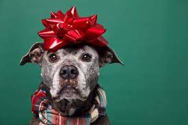 The bureau of labor statistics (bls) salary survey does not separate animal photographer salary data from the profession as a whole: Pet Photography Guide Gear Tips And Common Mistakes To Avoid 2021 Update
