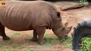 Maybe you would like to learn more about one of these? Animal Kingdom White Rhinoceros I Badak Sumbu Putih I Zoo Melaka Youtube
