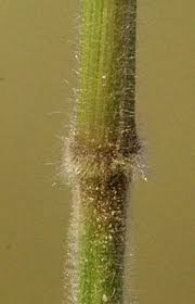 Image result for Enneapogon cenchroides