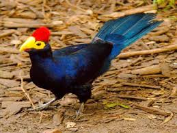 Ross Turaco One Of The Most Enchanting Birds In Akagera National Park Rwanda