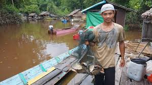 Perkebunan kelapa sawit telah mengikis budaya dayak iban. Grain Toxic River The Fight To Reclaim Water From Oil Palm Plantations In Indonesia