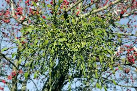 Image result for Viscum