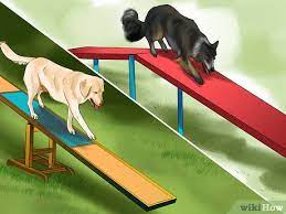 How To Build A Dog Agility Course 12 Steps With Pictures