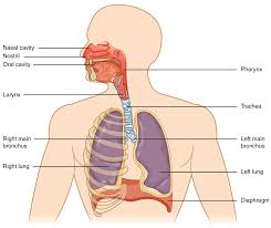 Which organ sits in the v part of the ribs : Organs And Structures Of The Respiratory System Anatomy And Physiology