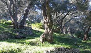 Olive And Vine Greek Olive Oil And Wines Olive Tree Painting Olive Tree Olive And Vine