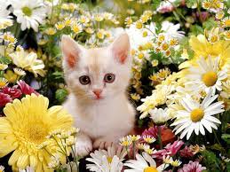 12/02/2020 17/05/2021 digital assets free by igor. Cat And Flower Wallpapers Top Free Cat And Flower Backgrounds Wallpaperaccess