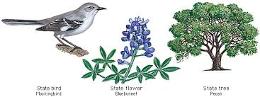 I am from queensland and the state flower is a cooktown orchid & our bird emblem is the brolga. Texas State Bird Flower And Tree State Birds Bird Flowers