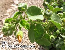 Image result for Abutilon hirtum