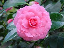 Camillia Beautiful Pink Flowers Planting Flowers Flowers