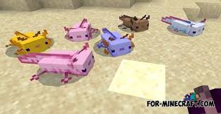 Unfortunately mojang didn't added us to tame them, we can only breed : Java Axolotls Addon For Mcpe 1 16