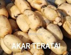 Tanaman teratai (nelumbo nucifera gaertn.) mampu menghasilkan hasil terdiri daripada bunga, biji, rizom dan akarnya. Anim Agro Technology Rizom Dan Akar Lotus Apa Khasiatnya